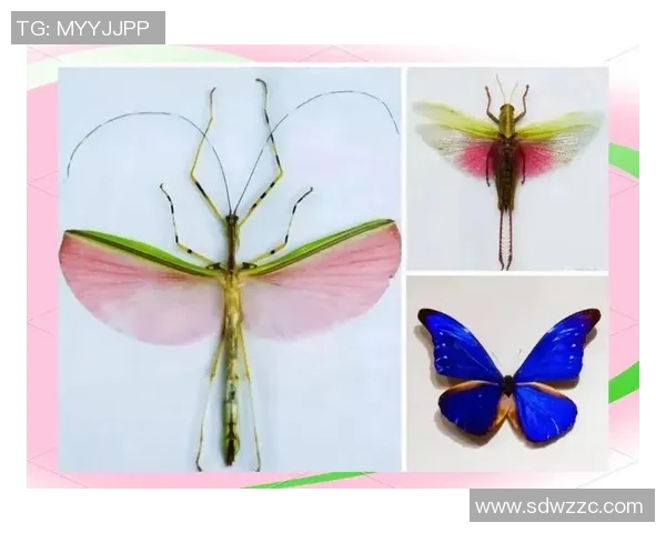 足球背乌龟的奇妙旅程探索运动与自然的和谐共生之道